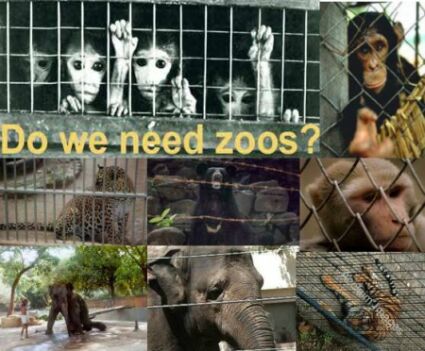 Should there be any zoos in the world?